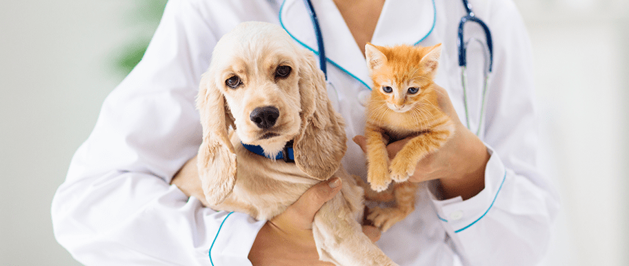 Chien et chat chez vétérinaire